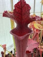 H41 S.cv Leah Wilkerson x S.cv Juthatip Soper