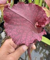 H41 S.cv Leah Wilkerson x S.cv Juthatip Soper