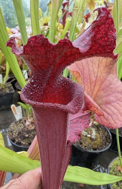 H41 S.cv Leah Wilkerson x S.cv Juthatip Soper