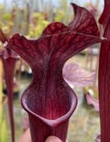 H45 Sarracenia x soperi