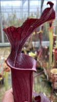 H45 Sarracenia x soperi