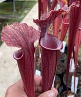 H45 Sarracenia x soperi