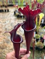 H45 Sarracenia x soperi