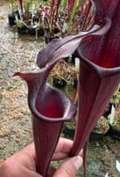H45 Sarracenia x soperi