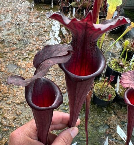 H45 Sarracenia x soperi