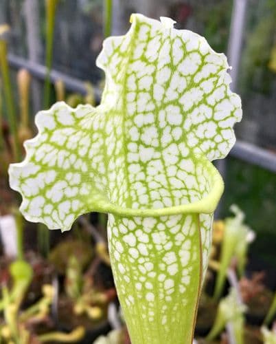 H54 Sarracenia x mitchelliana green and white form