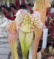 H55 S. x mitchelliana