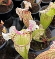 H55 S. x mitchelliana