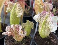 H55 S. x mitchelliana