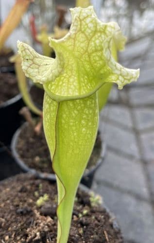 H55 S. x mitchelliana