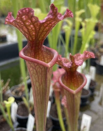 H648 S. x moorei all red