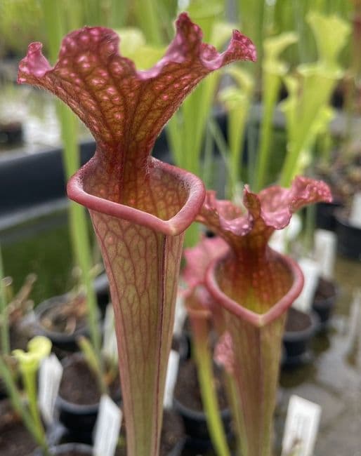 H648 S. x moorei all red