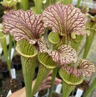 H761A S.  x moorei Clone A