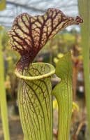 H761A S.  x moorei Clone A