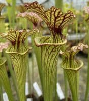 H761A S.  x moorei Clone A