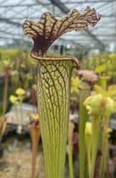 H761A S.  x moorei Clone A