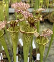 H761A S.  x moorei Clone A