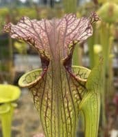 H761A S.  x moorei Clone A