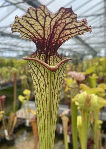 H761A S. x moorei Clone A