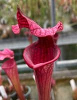 H794 Sarracenia Hybrid
