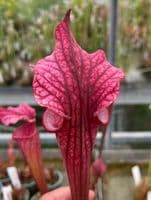 H794 Sarracenia Hybrid