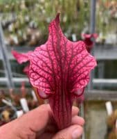 H794 Sarracenia Hybrid