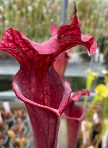 H794 Sarracenia Hybrid