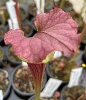 H798  Sarracenia x moorei