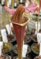 H798  Sarracenia x moorei