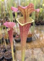 H798  Sarracenia x moorei