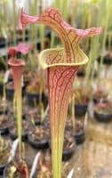 H798  Sarracenia x moorei