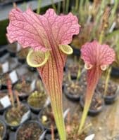 H798  Sarracenia x moorei