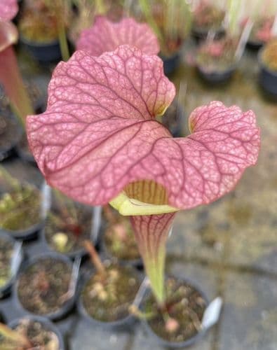H798 Sarracenia x moorei