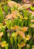 H99 S.oreophila x S.flava N.Carolina (Good with bog garden)