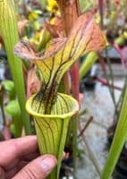 H99 S.oreophila x S.flava N.Carolina (Good with bog garden)