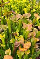 H99 S.oreophila x S.flava N.Carolina (Good with bog garden)