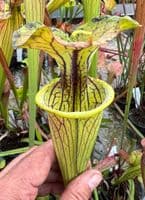 H99 S.oreophila x S.flava N.Carolina (Good with bog garden)