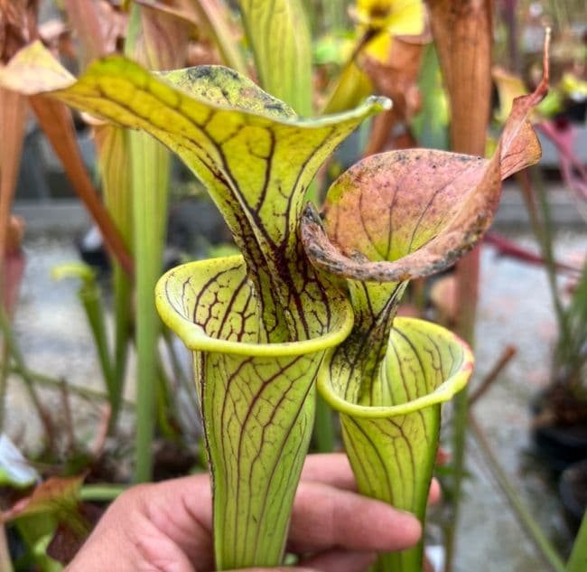 H99 S.oreophila x S.flava N.Carolina (Good with bog garden)