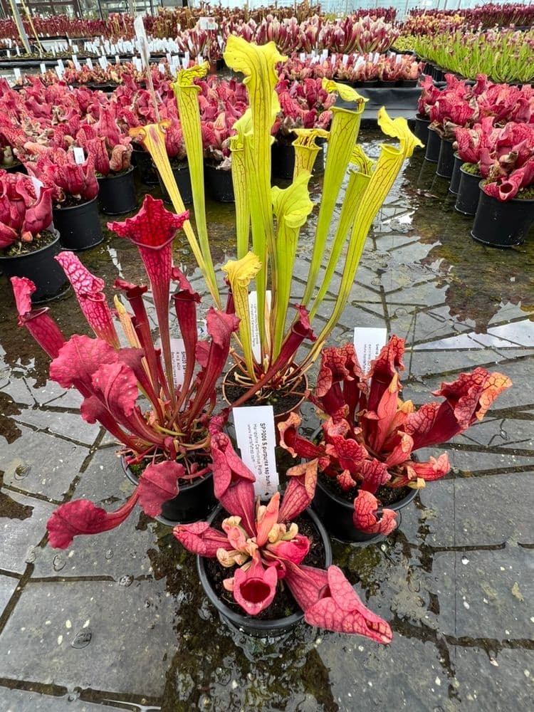 HB1 Hardy Sarracenia bog garden collection 4