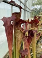 HC206 Cl1 S. X areolata Deer Park