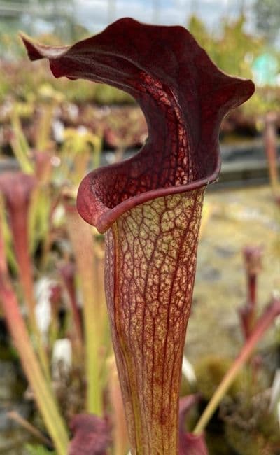 HC206 Cl1 S. X areolata Deer Park