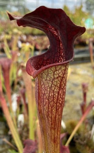 HC206 Cl1 S. X areolata Deer Park