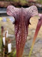 HC206 Cl3 S. X areolata Deer Park