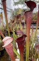 HC206 Cl3 S. X areolata Deer Park