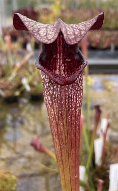 HC206 Cl3 S. X areolata Deer Park