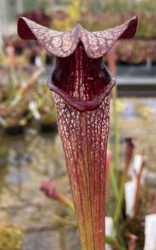 HC206 Cl3 S. X areolata Deer Park