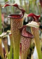 HC206 S. X areolata Deer Park