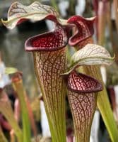 HC206 S. X areolata Deer Park