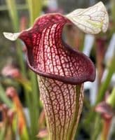 HC206 S. X areolata Deer Park