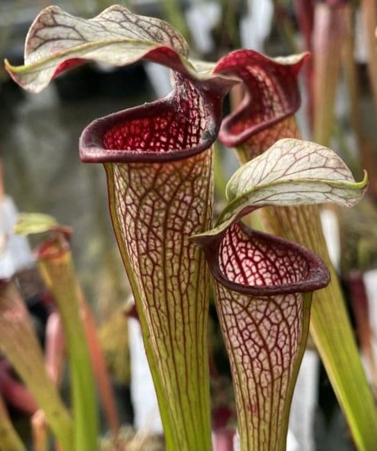 HC206 S. X areolata Deer Park